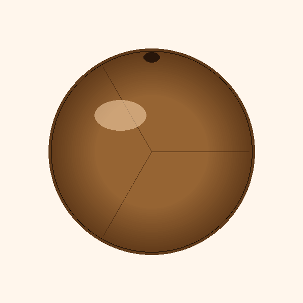 3 Mukhi Rudraksha